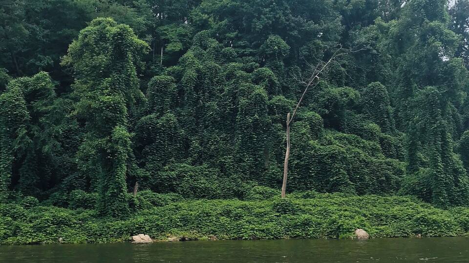 A river with dense green foliage and trees in the background.