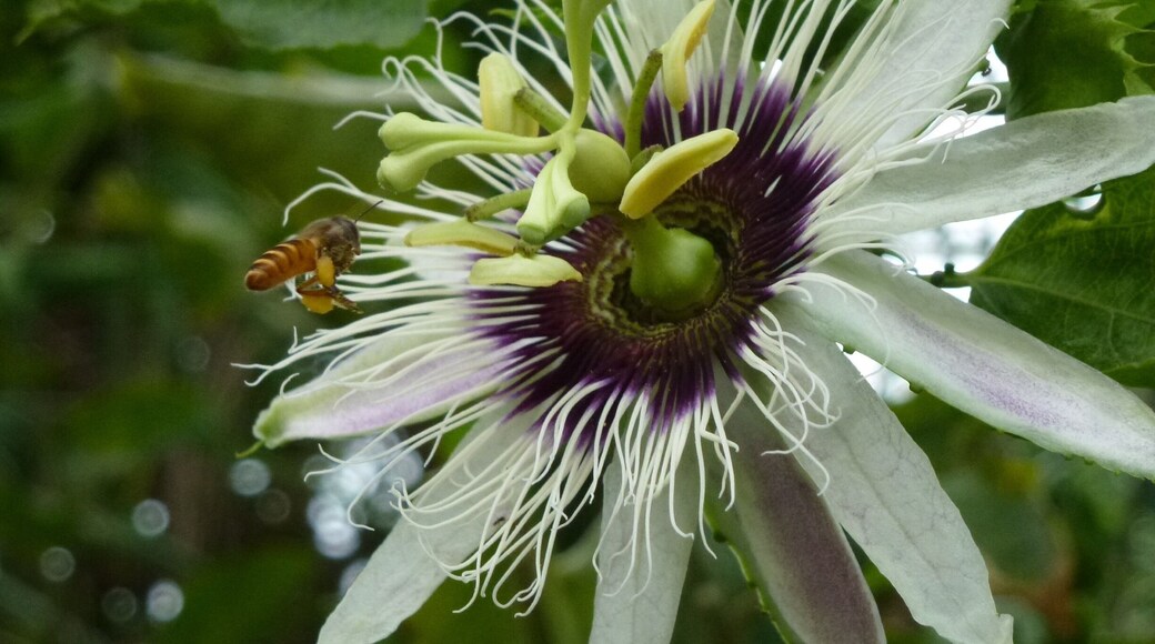 I took this photo in Seminyak where we were staying......... It's a passion fruit flower being pollinated by a bee.