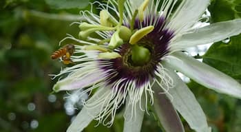 I took this photo in Seminyak where we were staying......... It's a passion fruit flower being pollinated by a bee.