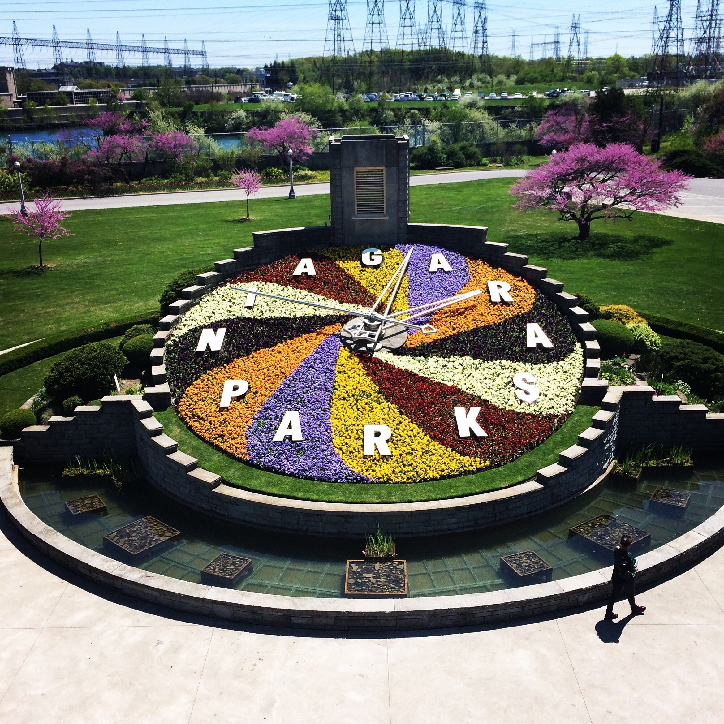 Niagara Floral Clock (aerial view) spring 2015. The planted face is maintained by Niagara Parks horticulture staff, while the mechanism is kept in working order by Ontario Hydro, the organization that originally built the clock. The intricate designs on the face of the timepiece are created with up to 16,000 carpet bedding plants. The floral design is changed twice each year, featuring viola in the Spring and four cultivars of Alternanthera along with green and grey forms of Santolina Sage during the Summer and Fall. California Golden Privet and Blue Festuca Grass may be used for contrast. #grass
