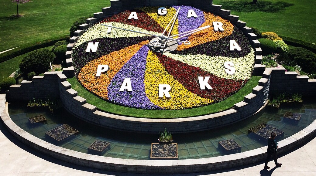 Niagara Floral Clock (aerial view) spring 2015. The planted face is maintained by Niagara Parks horticulture staff, while the mechanism is kept in working order by Ontario Hydro, the organization that originally built the clock. The intricate designs on the face of the timepiece are created with up to 16,000 carpet bedding plants. The floral design is changed twice each year, featuring viola in the Spring and four cultivars of Alternanthera along with green and grey forms of Santolina Sage during the Summer and Fall. California Golden Privet and Blue Festuca Grass may be used for contrast. #grass
