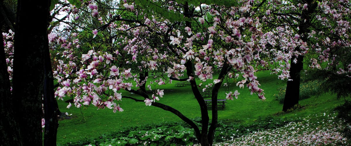 A park with cherry blossom trees and a grassy area with fallen petals.