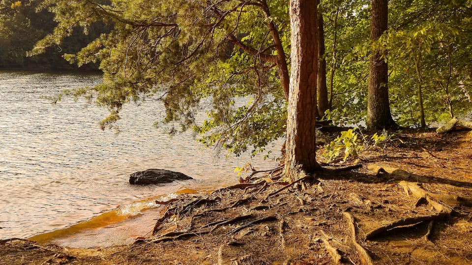 A forested shoreline with a calm lake, a fallen tree, and a clear sky.