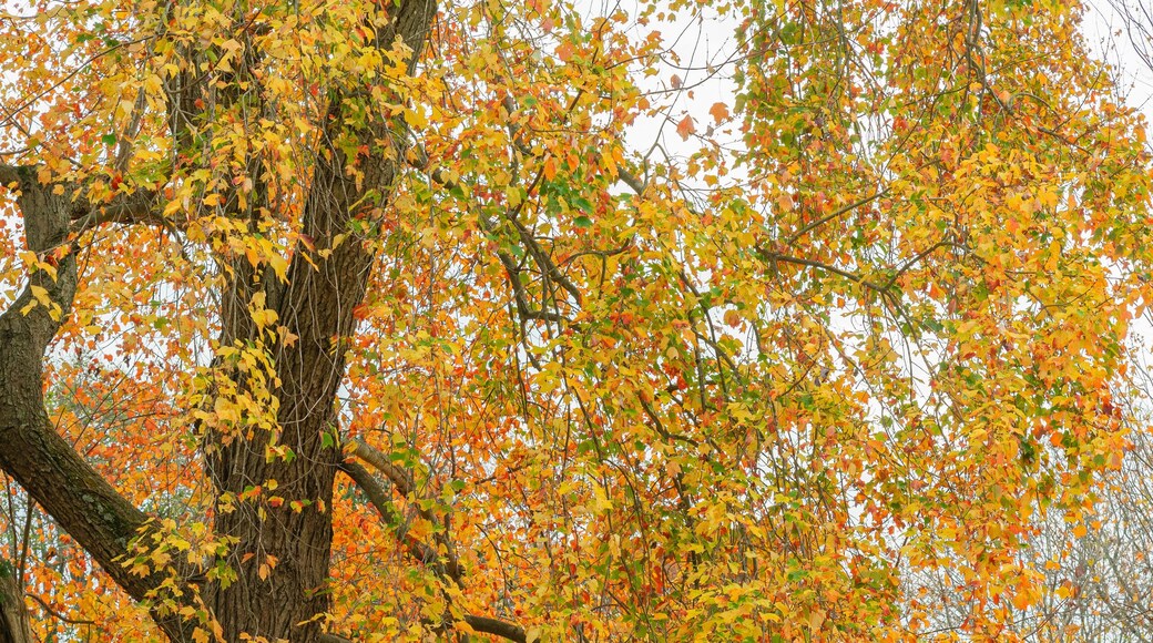 Orange, yeloow and red leave tree closeup
