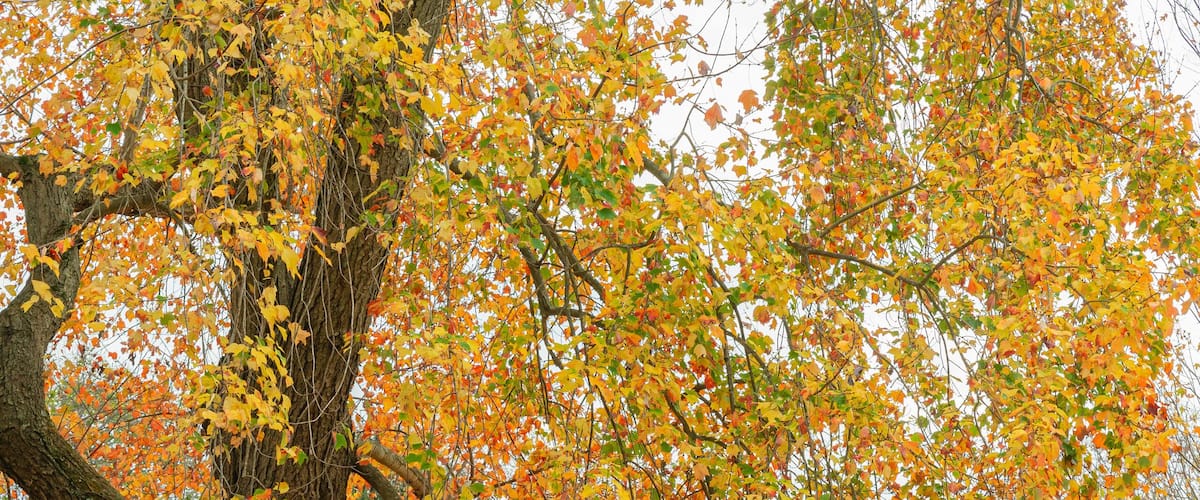 Orange, yeloow and red leave tree closeup