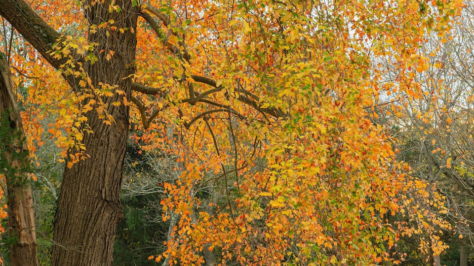 Orange, yeloow and red leave tree closeup