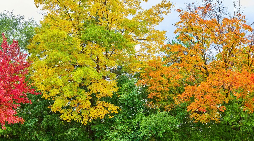 Vibrant Autumn Foliage Panorama with Red Focus