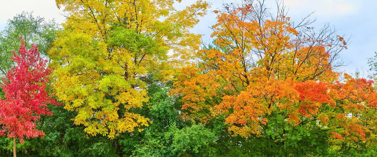 Vibrant Autumn Foliage Panorama with Red Focus