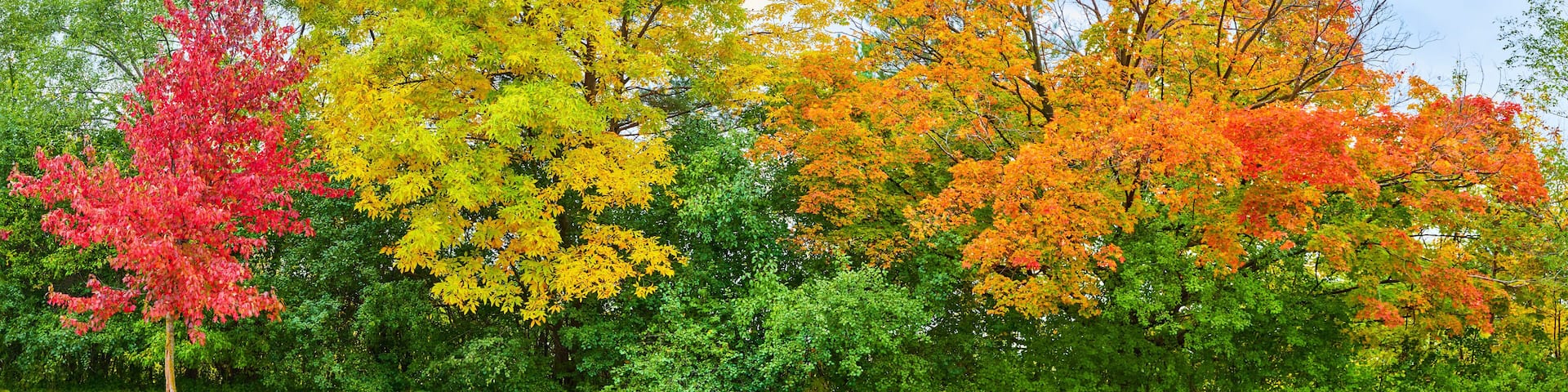 Vibrant Autumn Foliage Panorama with Red Focus