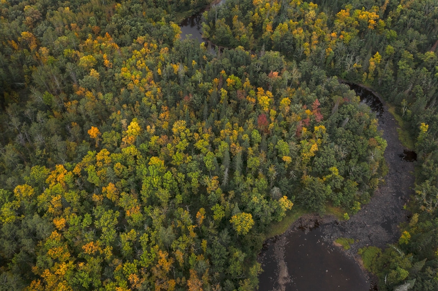 An aerial view of a dense forest with a winding river.
