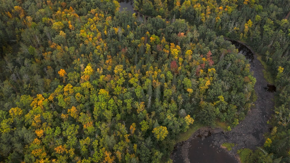 An aerial view of a dense forest with a winding river.