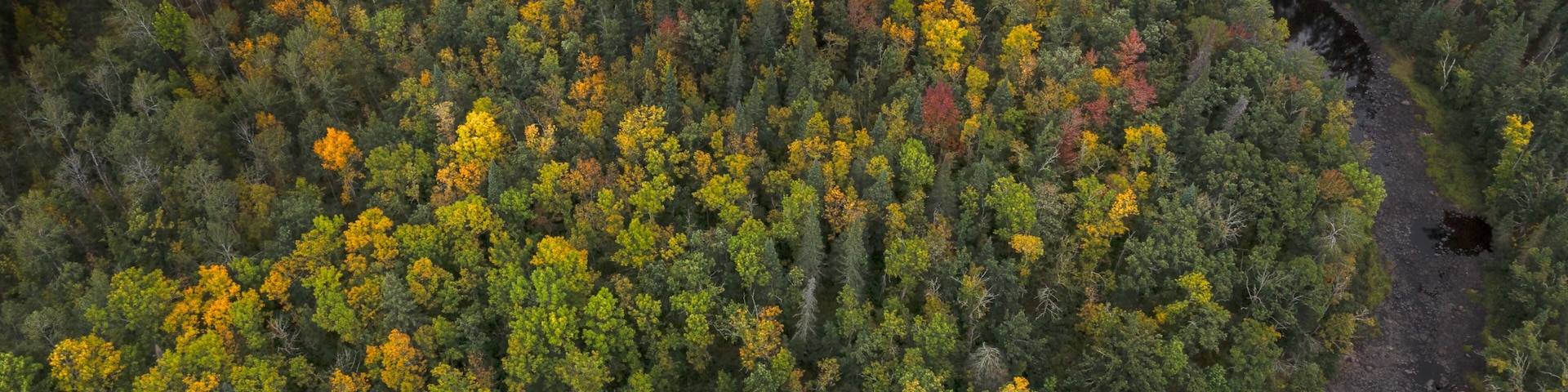 Vista aérea de uma floresta densa com um rio sinuoso.