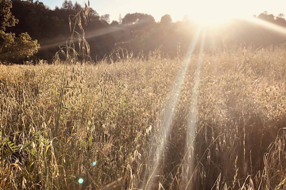 A field of tall grass with sunlight streaming through.