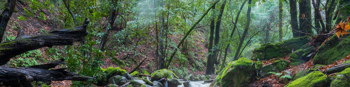 A forest stream with moss-covered rocks and trees.