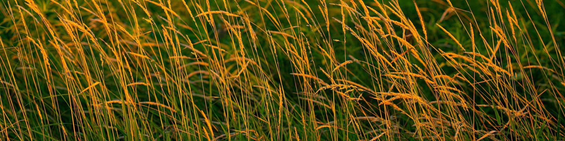 Tall grass with golden tips, likely a field of wheat or similar crop.