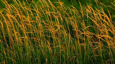 Native Prairie Grasses at Sunset