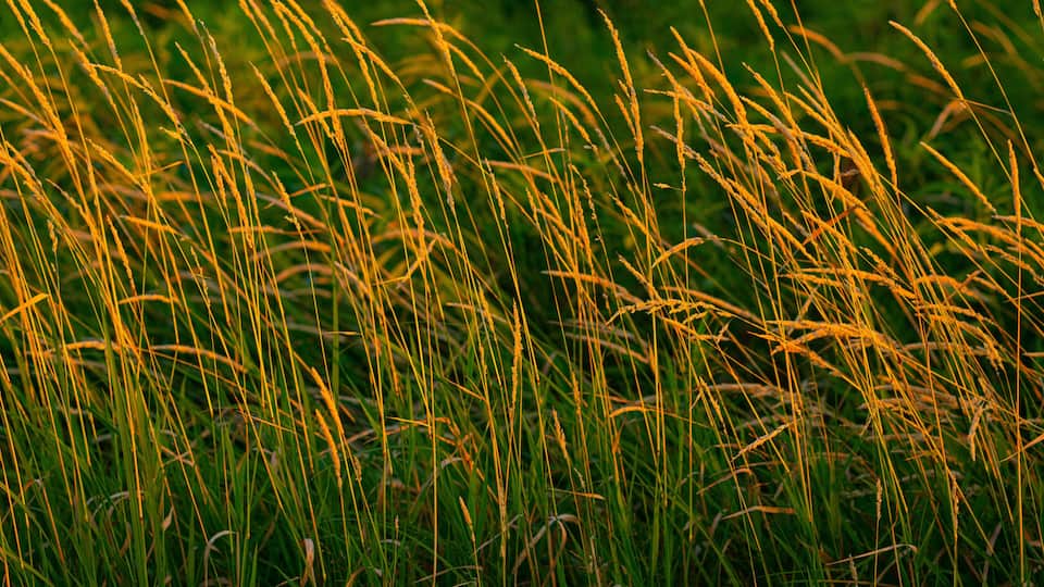 Tall grass with golden tips, likely a field of wheat or similar crop.