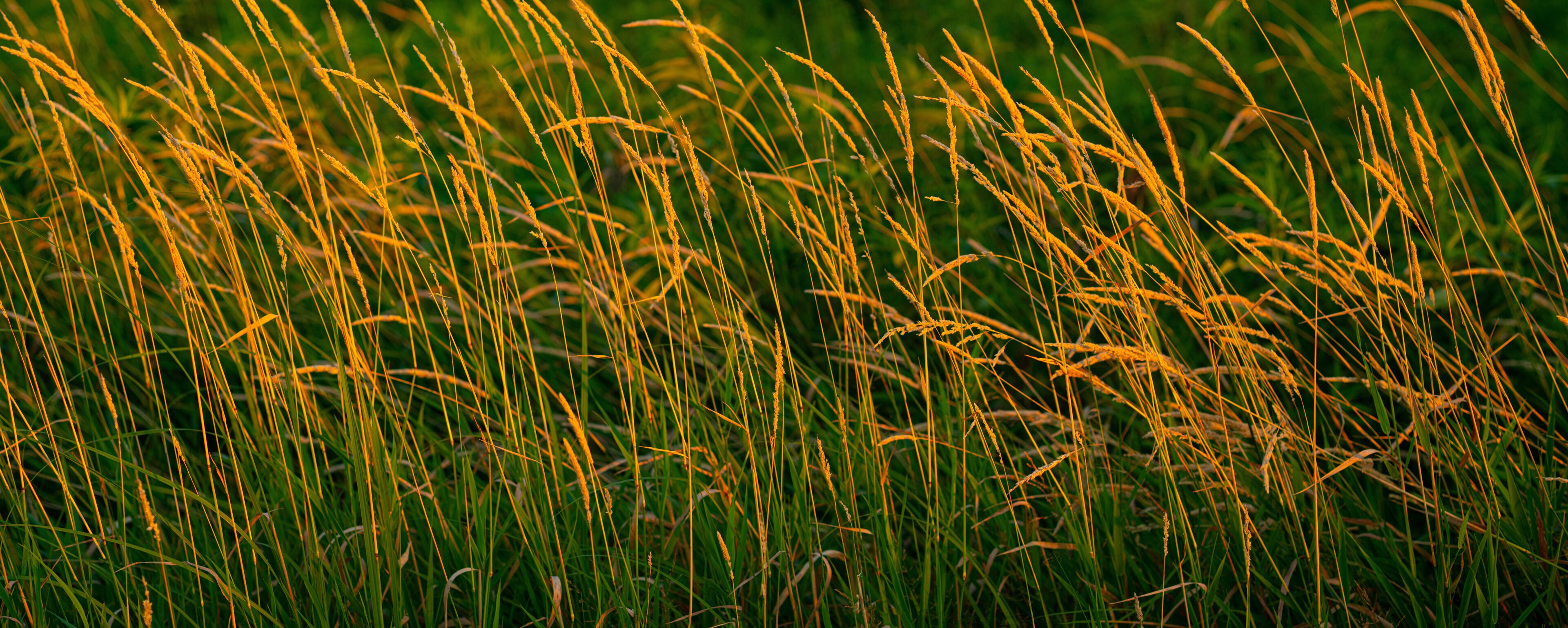Tall grass with golden tips, likely a field of wheat or similar crop.