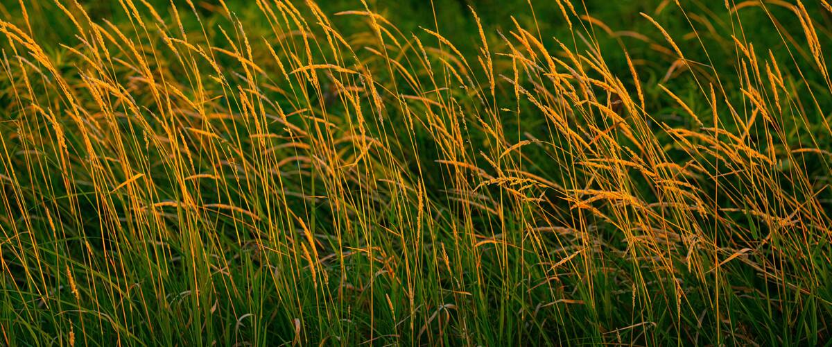 Tall grass with golden tips, likely a field of wheat or similar crop.