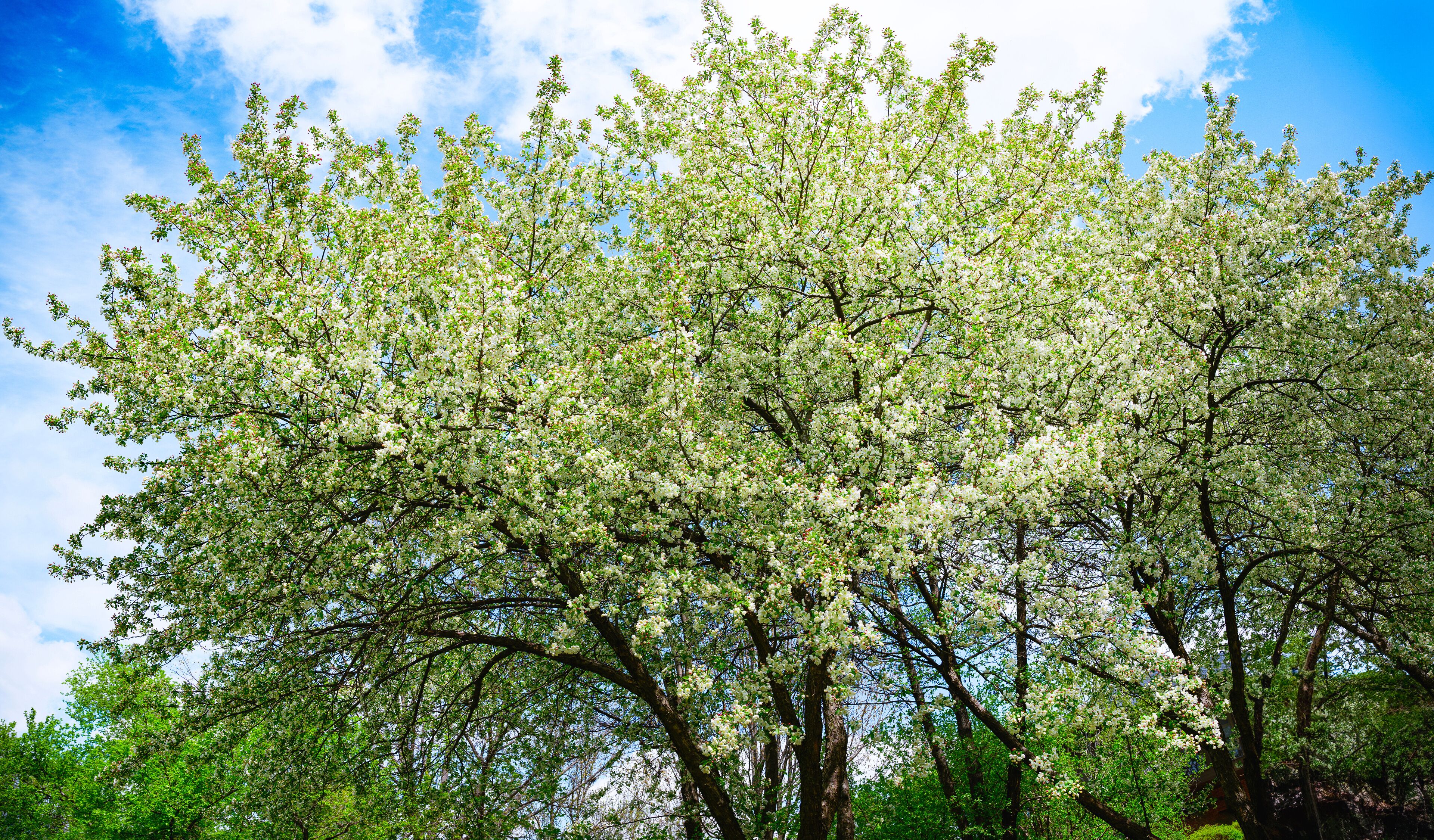 White apple flowers in full bloom on a bright spring day on the riverbank of Big Sioux River at Pasley Park in Sioux Falls, South Dakota, USA