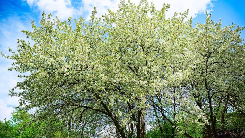 White apple flowers in full bloom on a bright spring day on the riverbank of Big Sioux River at Pasley Park in Sioux Falls, South Dakota, USA