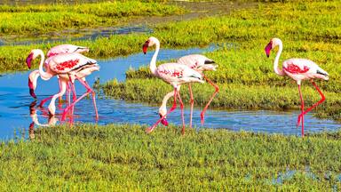 Beautifully colored flamingos on Lake Magadi in the Ngorongoro Crater, Tanzania.