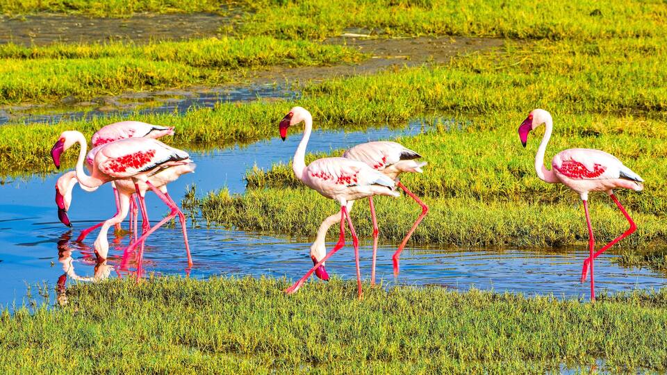 Beautifully colored flamingos on Lake Magadi in the Ngorongoro Crater, Tanzania.