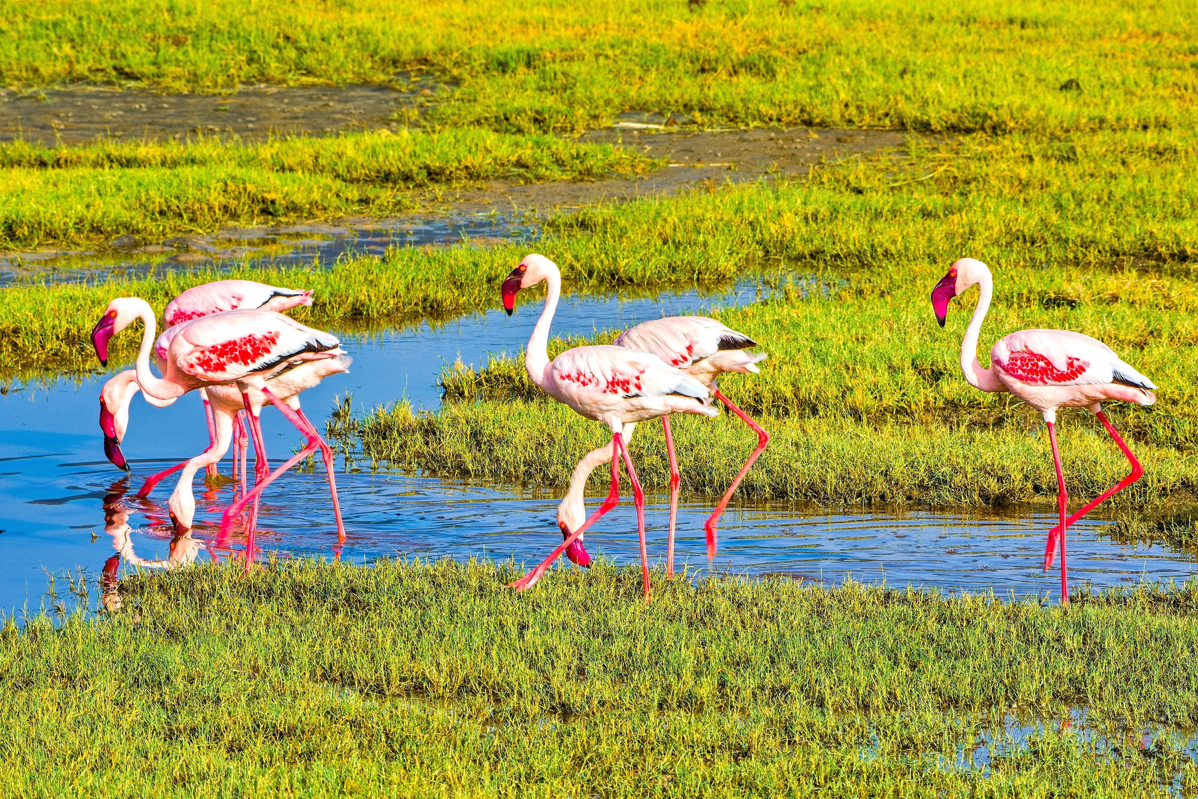 A group of flamingos standing in shallow water surrounded by green grass.