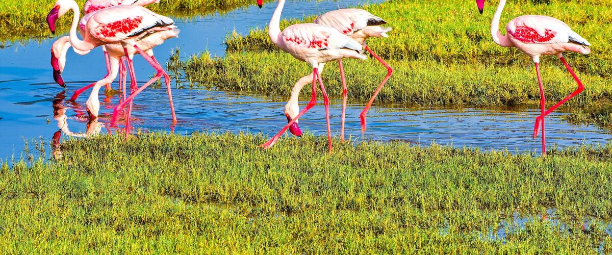 A group of flamingos standing in shallow water surrounded by green grass.