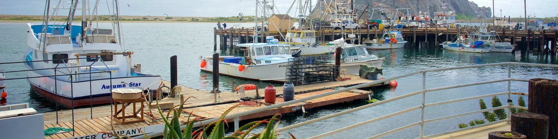 A harbor with multiple boats docked, a rocky island in the background, and various plants in the foreground.