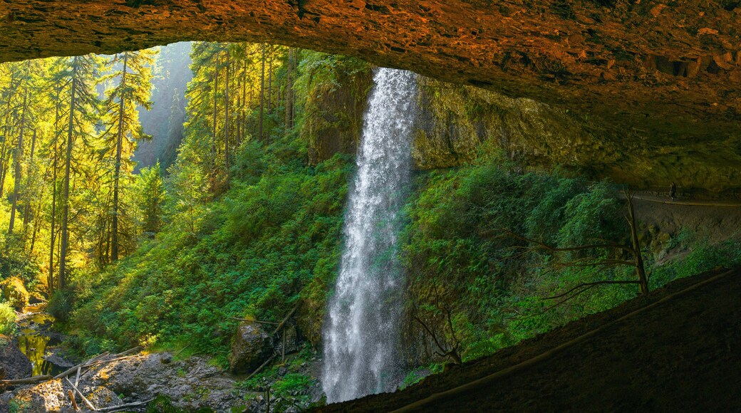 Rainforest waterfalls overflowing from the volcanic rock cave at at North Falls in the Silver Falls State Park near Salem, Marion County, Oregon