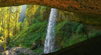 Rainforest waterfalls overflowing from the volcanic rock cave at at North Falls in the Silver Falls State Park near Salem, Marion County, Oregon