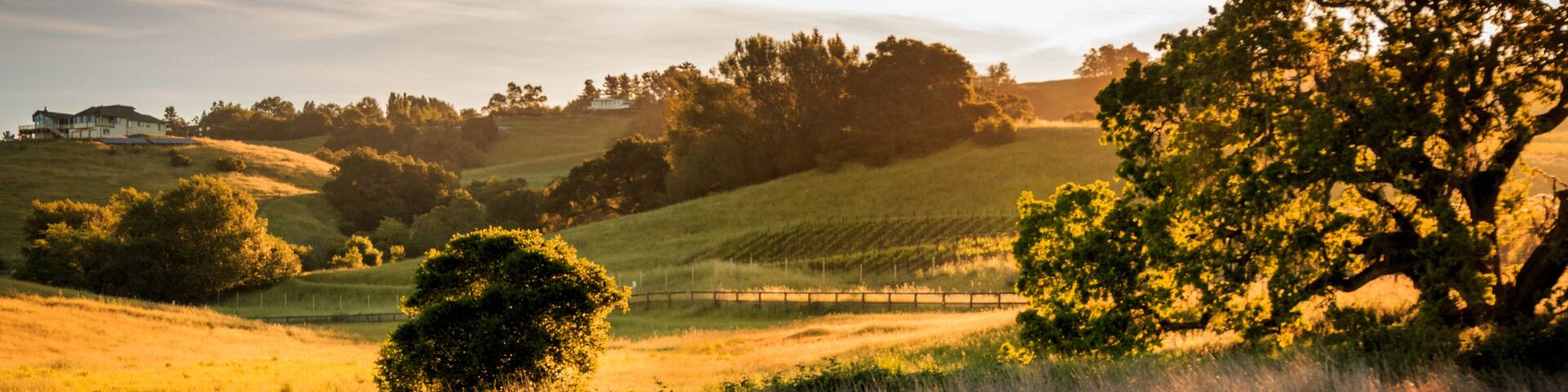 Sunrise in Wine Country