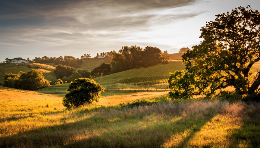Paisaje rural con colinas onduladas, un árbol grande y una casa a lo lejos.