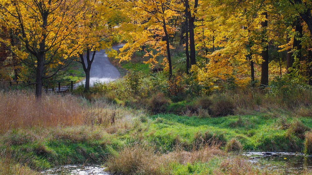 599-89 Willoway Autumn