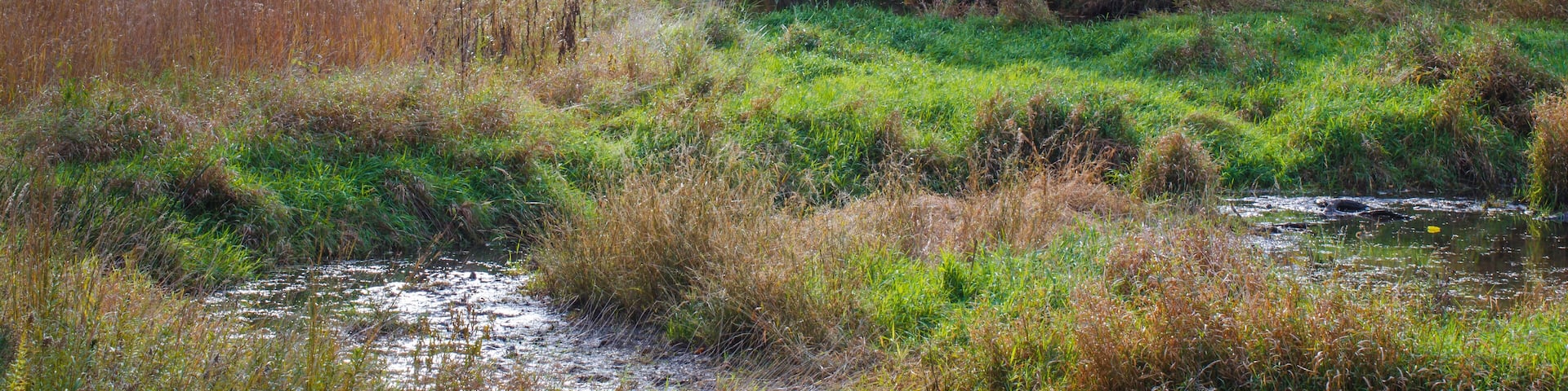 599-89 Willoway Autumn