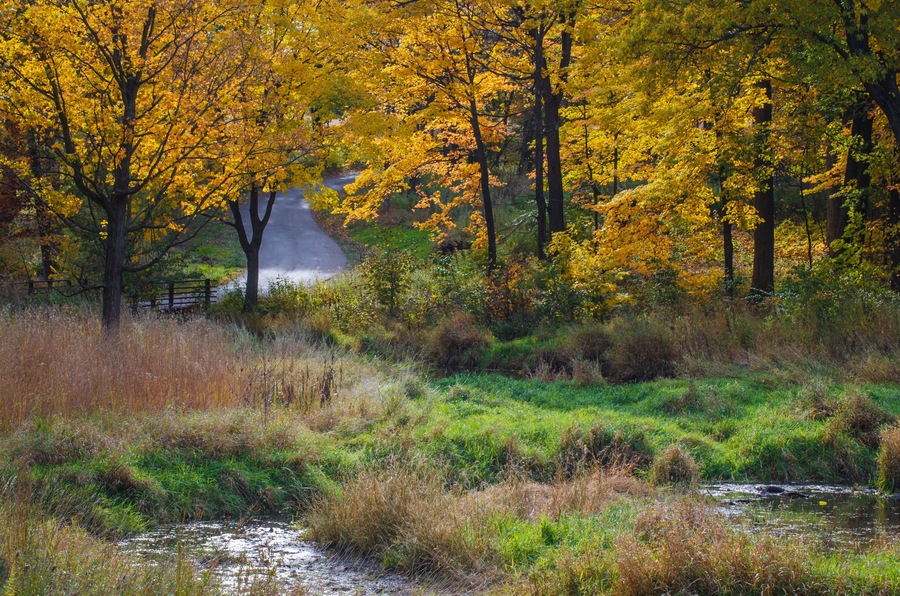599-89 Willoway Autumn
