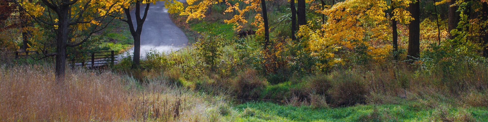 599-89 Willoway Autumn