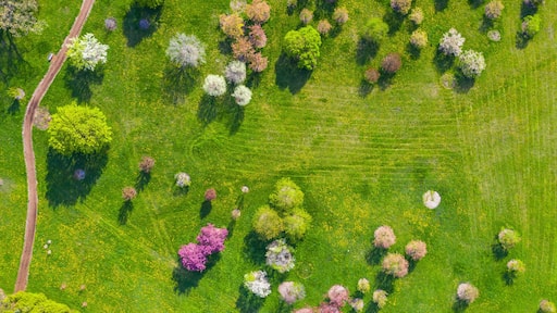 Aerial view of trees blossoming in springs at the Morton Arboretum in Chicago, Illinois, United States of America.
