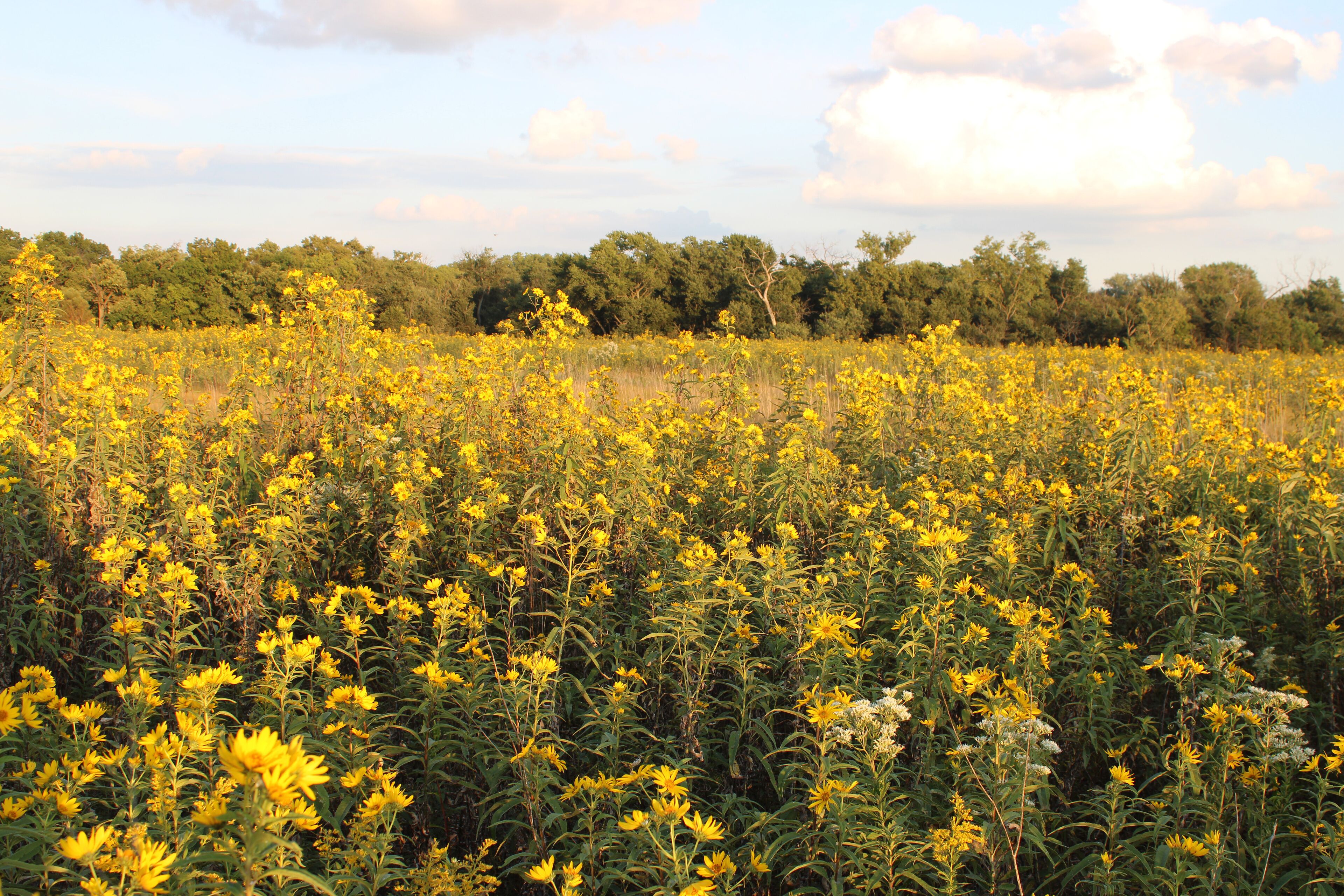 Sawtooth sunflowers dominate a field at the Linne Woods restored tallgrass prairie in Morton Grove, Illinois