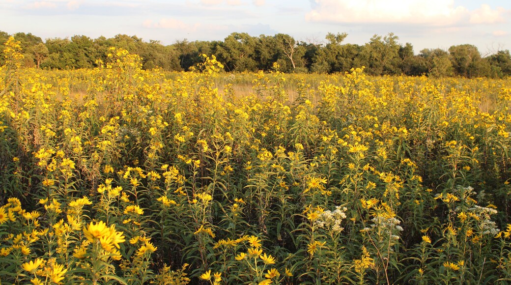 Sawtooth sunflowers dominate a field at the Linne Woods restored tallgrass prairie in Morton Grove, Illinois