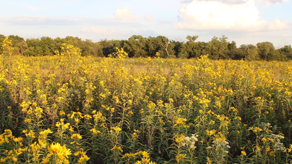 A field of yellow flowers with a forest in the background.