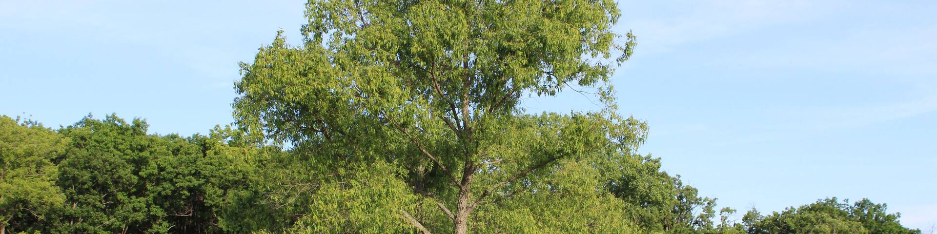 Single peachleaf willow at the restored prairie at Linne Woods in Morton Grove, Illinois.