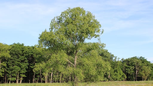 Single peachleaf willow at the restored prairie at Linne Woods in Morton Grove, Illinois.