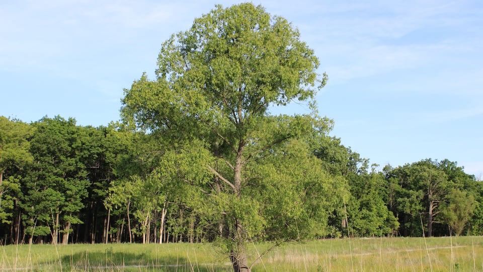 A large tree in a grassy field with a dense forest in the background.