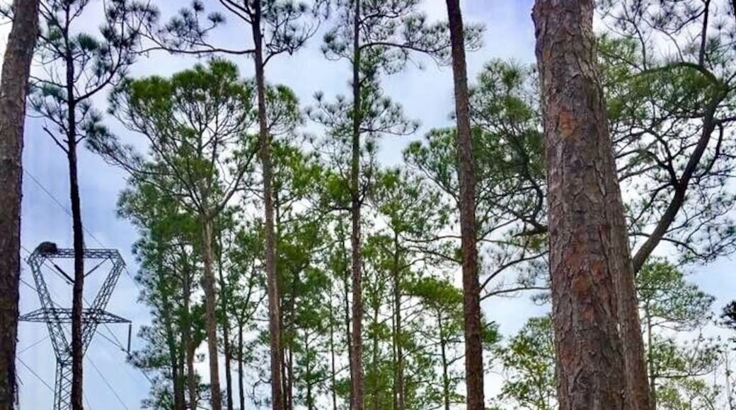 Love Spring in the pine savannah in Mississippi. #green