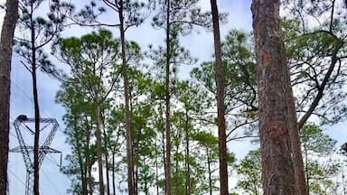 Love Spring in the pine savannah in Mississippi. #green