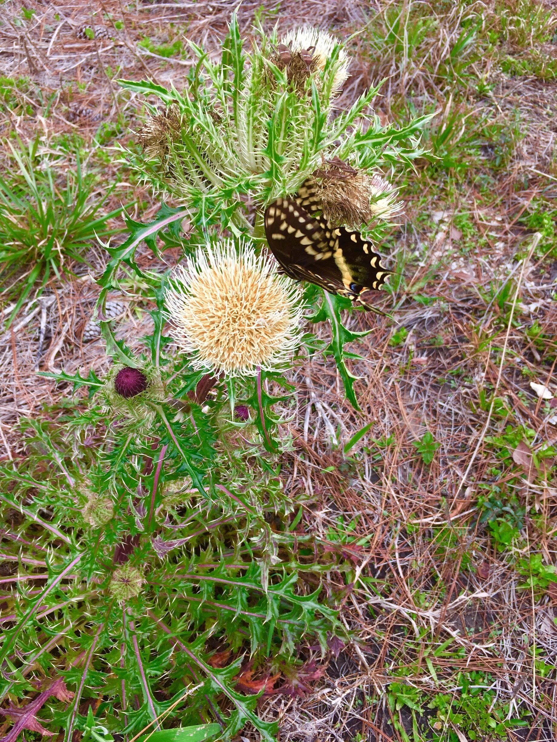 Capturing a butterfly landing on this Thistle
Flower was a nice surprise on my walk to find inspiration for my paintings! Love the green thorny shaped leaves! #Green 