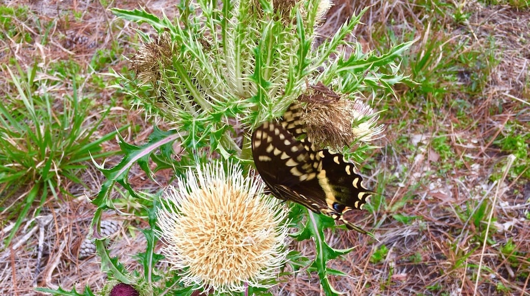 Capturing a butterfly landing on this Thistle
Flower was a nice surprise on my walk to find inspiration for my paintings! Love the green thorny shaped leaves! #Green