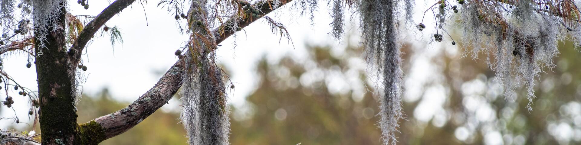 Anhinga bird in Cypress tree with Spanish moss